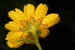 Fringeleaf tickseed